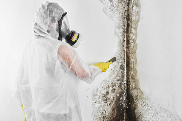 Best Black Mold Removal  in Sunman, IN