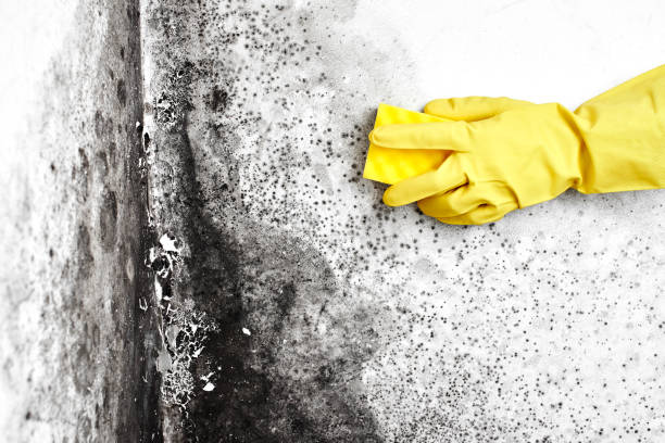 Best Residential Mold Removal  in Sunman, IN