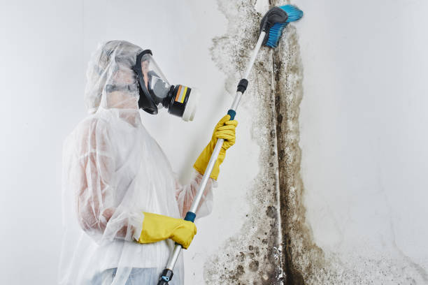 Best Professional Mold Removal  in Sunman, IN