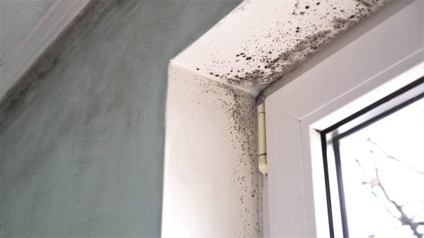 Best Attic Mold Removal  in Sunman, IN