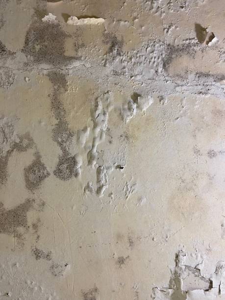 Best Mold Damage Repair  in Sunman, IN