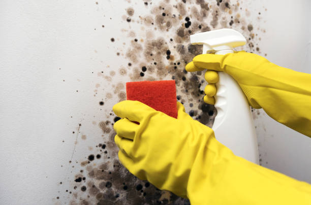 Best Mold Remediation  in Sunman, IN