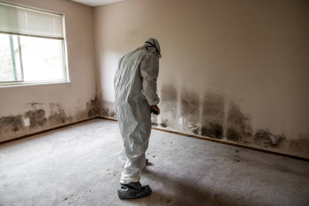 Best Same-Day Mold Removal  in Sunman, IN