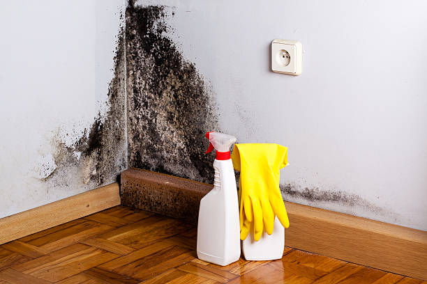 Best Office Mold Removal Services  in Sunman, IN