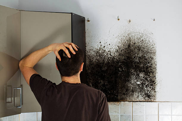 Best Toxic Mold Removal  in Sunman, IN