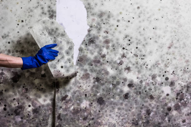 Best Mold Cleaning Services  in Sunman, IN