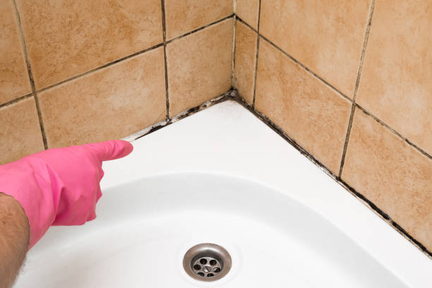 Best Mold Remediation Services  in Sunman, IN